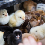Open Farm Sunday chicks