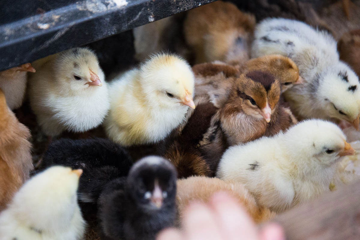Open Farm Sunday chicks