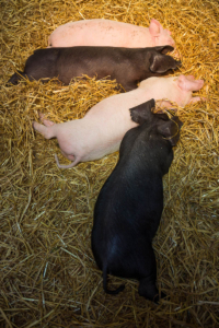 Open Farm Sunday more rare breed pigs