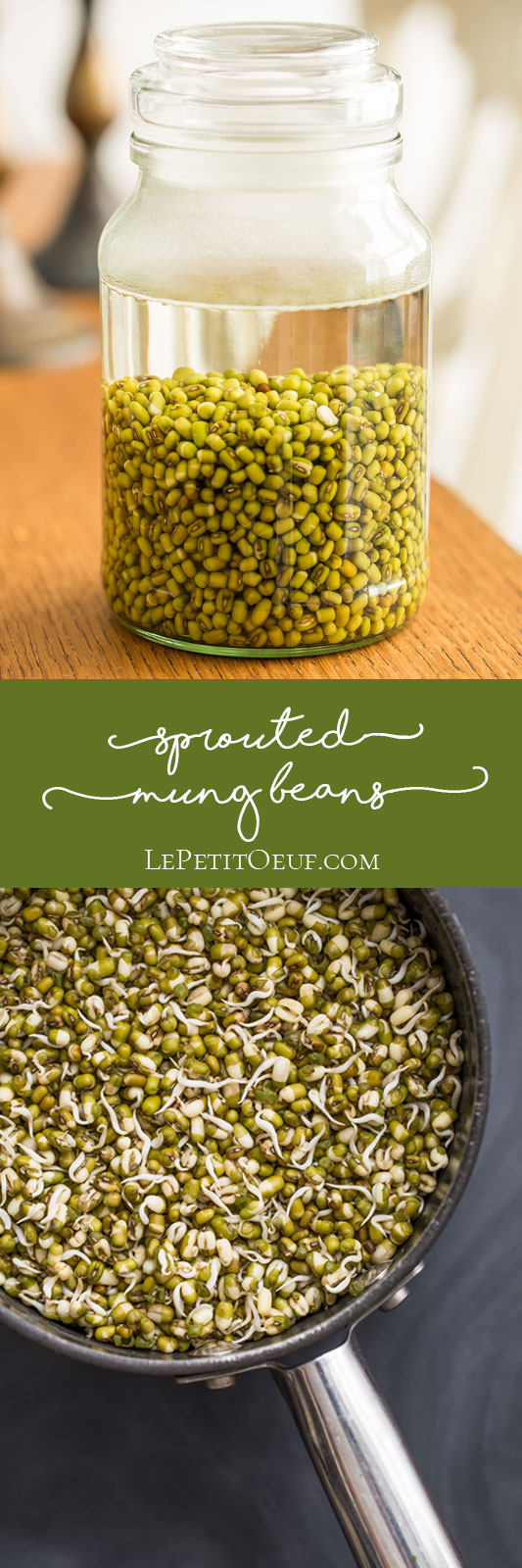 Once you've learned how to sprout mung beans you'll be converted to these incredibly nutritious legumes, being crammed with protein, carbohydrate, low fat and high in nutrients, vitamins and minerals. They're fantastic to have in salads and there's a lovely pleasure in seeing them grow as you sprout them over a few days!