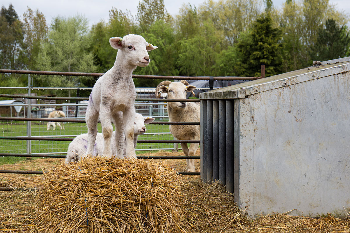 lambs on the farm