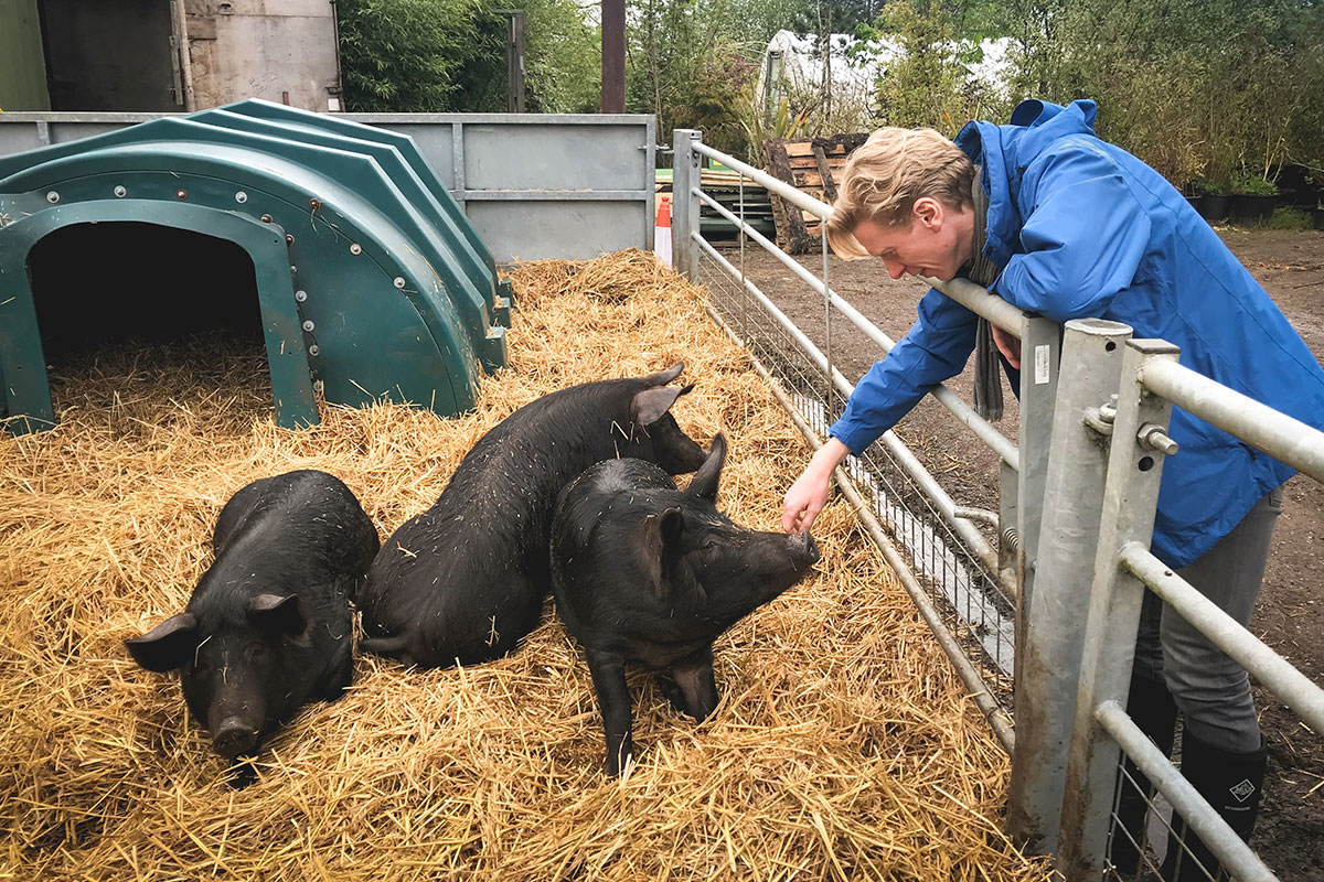 meeting pigs eating meat